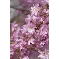 Winterkirsche Prunus subh. Autumnalis, 1 St. – Ziergehölz mit winterlicher Blüte - Die Prunus subhirtella ‘Autumnalis’ ist ein elegantes Ziergehölz mit zarten Blüten im Winter. Ideal als Solitär oder in Gruppen, bringt sie Farbe in Ihren Garten und ist pflegeleicht.