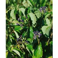 Viburnum dentatum 'Blue Muffin' -R-: Bienenfreundlicher Strauch mit blauen Beeren - Ziergehölze, kompakte Wuchsform, bienenfreundlich und ideal für kleine Gärten. Attraktive weiße Blüten im Frühjahr und blaue Beeren im Herbst.