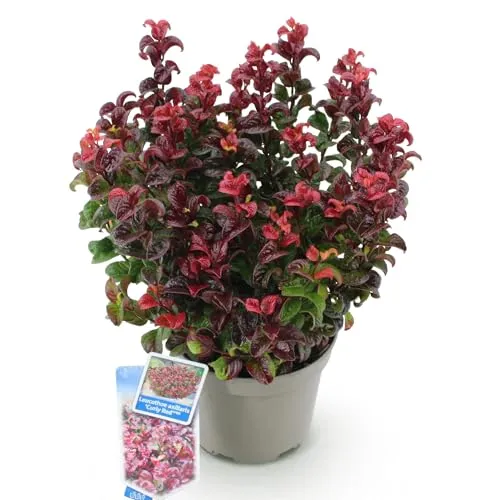 GreenboutiQ - Gartenpflanze - Leucothoe Curly Red - Rot - 1 Pflanze - Immergrün - Wenig Pflege - Topf 17cm Höhe 40cm