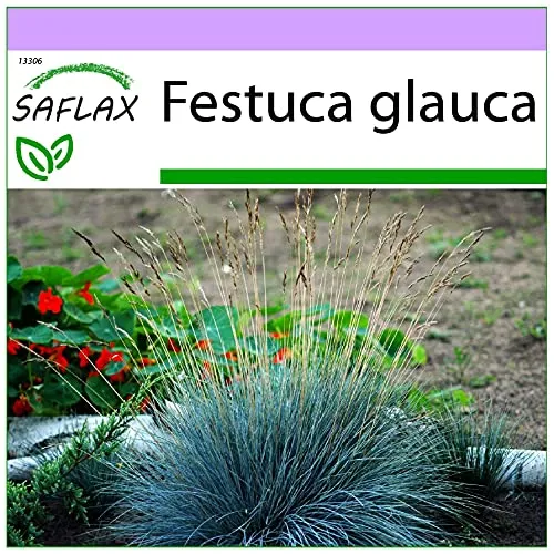SAFLAX - Gräser-Bambus-Blauschwingel-Gras - 50 Samen - Festuca glauca