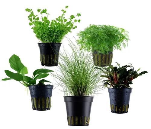 Dehner Wasserpflanze Aquarienpflanzen Set, 5-teilig, für den Vordergrund - Verwandeln Sie Ihr Aquarium mit dem 5-teiligen Dehner Aquarienpflanzen-Set für den Vordergrund in eine grüne Oase. Robuste, pflegeleichte Pflanzen schaffen ein harmonisches Unterwasserbild und fördern das biologische Gleichgewicht.