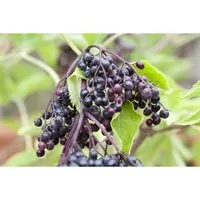 Sambucus Nigra Haidegg 17 - Schwarzer Holunder - Zierstrauch und Obstgehölz in einem: Der Schwarze Holunder ‘Haidegg 17’ begeistert mit großen, duftenden Blüten und schmackhaften Beeren. Ideal für Garten, Terrasse oder als Bestandteil gemischter Hecken.