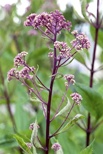 Rodgersia pinnata 11x11 cm Topf – Winterhart & Mehrjährig & Pflegeleicht – Schaublatt – Staude für Schattenbeet & Gehölzrand