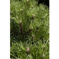 Pinus Mugo Noack Bergkiefer Kompakt 25–30 cm – Formschöne Zwergkiefer - Die kompakte Bergkiefer Pinus mugo ‘Noack’ überzeugt mit dichtem, glänzendem Nadelkleid und gleichmäßiger Wuchsform. Ideal für Garten, Balkon und Terrasse – robust und pflegeleicht für ganzjährige Schönheit.