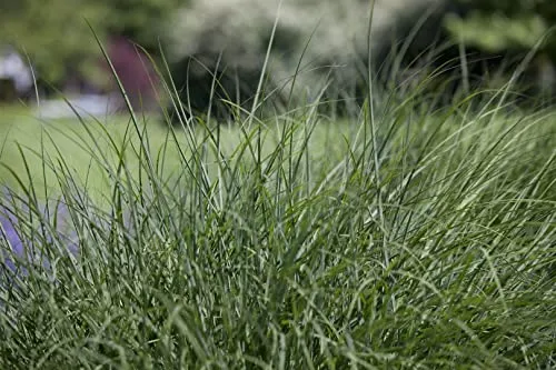 Deschampsia cespitosa 'Schottland' 9x9 cm Topf – Winterhart, Mehrjährig, Pflegeleicht – Rasen-Schmiele – Ziergras für Beet & Naturgarten