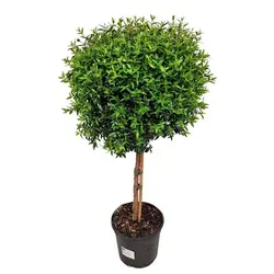 Echte Myrte Myrtus 65cm XXL - Immergrüner Strauch, 65cm hoch, ideal für sonnige Standorte. Verleihen Sie Ihrem Balkon oder Ihrer Terrasse mit duftenden Blättern und weißen Blüten einen besonderen Flair.
