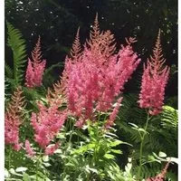 Prachtspiere Amethyst - Astilbe arendsii