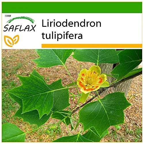 SAFLAX - Echter Tulpenbaum - 20 Samen - Mit keimfreiem Anzuchtsubstrat - Liriodendron tulipifera
