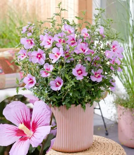 BALDUR Garten Zwerg-Hibiskus 'Little Legends Pink®',1 Pflanze, extrem kompakter Wuchs, nur ca. 60 cm hoch, Massen von Blüten über viele Wochen, hitze und trockenheitstolerant, pflegeleicht