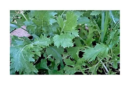 Stk - 20x Stielmus Rübstiel Namenia EKO - Rübsen Bio Gemüse Samen KS597 - Seeds & Plants Shop by Ipsa