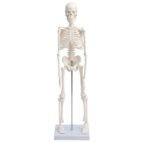 Mini Skelett Anatomie Modell 45cm mit beweglichen Gelenken weiß