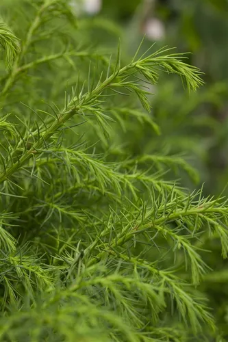 Cryptomeria japonica 'Giokomo', Japanische Sicheltanne, 40–60 cm