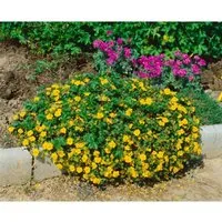 Potentilla Neumanniana Nana Fingerkraut Gelb Ca. 9x9 cm Topf