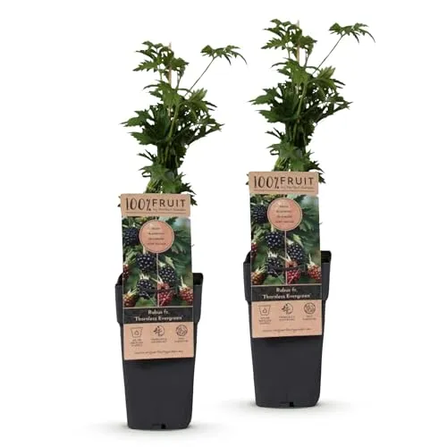 Green boutiQ in schwarz von Green boutiQ