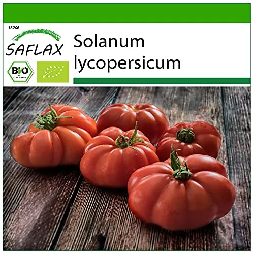 SAFLAX - BIO - Tomate - Rouge de Marmande - 10 Samen - Mit keimfreiem Anzuchtsubstrat - Solanum lycopersicum