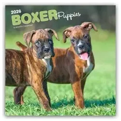 Boxer Puppies - Boxer Welpen 2026 - 16-Monatskalender