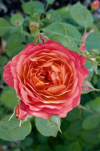Rosa 'Queen of Hearts' Edelrose - Die Rosa 'Queen of Hearts' begeistert mit romantischen Blüten in Rosé- und Aprikottönen. Ideal für Garten und Kübel, bietet sie reiche Blütenpracht und einen feinen Duft. Robust und winterhart, ist sie ein Blickfang im Ziergarten.