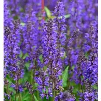Produktbild Salbei Viola Klose - Salvia nemorosa