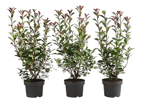 Dehner Purpur-Glanzmispel Carre Rouge - 1 Meter Hecke, 40-60 cm - Heckenpflanze mit dicht buschigem Wuchs und pinkrot leuchtendem Blattneuaustrieb, ideal für Bienen. Liefergröße: 40-60 cm, Topfvolumen: 3 x 5 l.