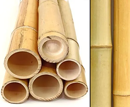 Stück Bambusrohr 100cm gelb gebleicht mit dickem 6,8-8cm Durchmesser - XL Moso Bambusstange 1m 1