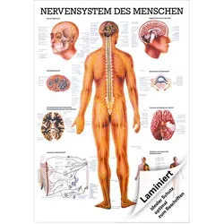 Das Nervensystem Lehrtafel Anatomie 100x70 cm von Rdiger- Anatomie GmbH