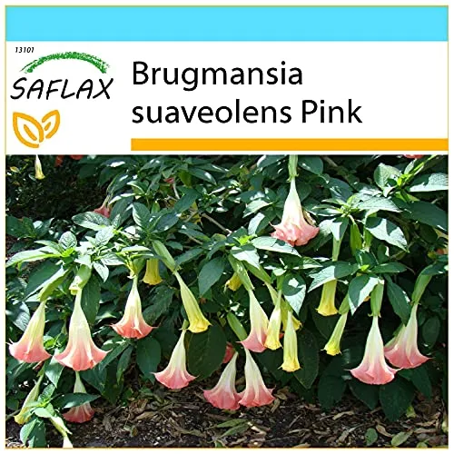 SAFLAX - Geschenk Set - Engelstrompete/Pink - 10 Samen - Mit Geschenk- / Versandbox, Versandaufkleber, Geschenkkarte und Anzuchtsubstrat - Brugmansia suaveolens Pink