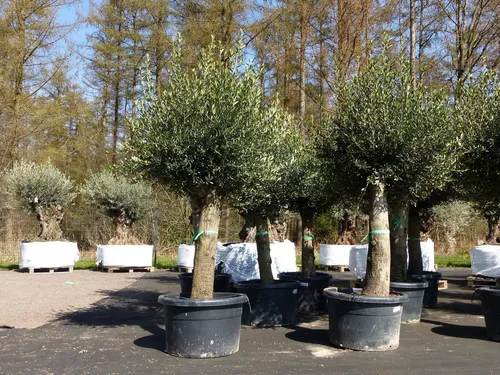 2x Olivenbaum Olive