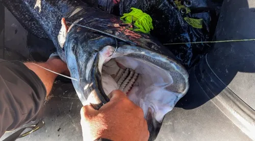 Black Cat Real Worm Teaser - Wallerköder für aktives Angeln - Kunstköder für Welsfischer, besonders dehnbar und robust. Ideal für Vertikalangeln direkt vom Boot mit hoher Reizentwicklung durch bewegliche Tentakel.