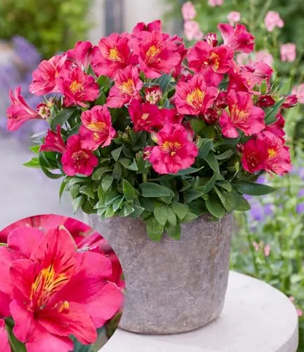 BALDUR Garten Winterharte Alstromeria Incalys® 'Cherry' - 1 Pflanze im 12 cm Topf - Wunderschöner blühender Blickfang für Ihren Garten! Diese winterharte Alstromeria blüht von Mai bis Oktober und ist ideal für sonnige bis halbschattige Standorte. Pflegeleicht und mehrjährig.