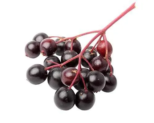 Großfrüchtiger Holunder ‘Korsor’ – Sambucus nigra ‘Korsor’ – 30-35 cm Gesamthöhe inkl. Topf – Vitaminreiche Früchte, winterhart, vielseitig verwendbar im Garten & Küche