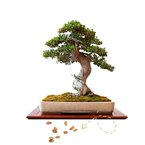 Exotische Bonsai Samen mit hoher Keimrate - Pflanzen Samen Set für deinen eigenen Bonsai Baum (1x Ölbaum)