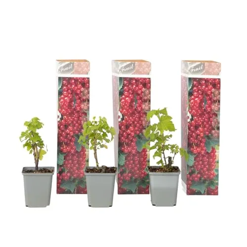 Plant in a Box - Rote Johannisbeere - 3er Set - Ribes rubrum 'Aalbes' - Höhe 25-40cm - Topf 9cm - Fruchtstrauch mit essbaren Beeren