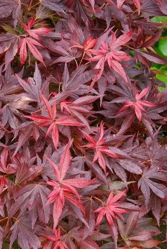 Acer palmatum 'Aratama'
