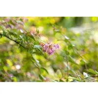 Abelia Edward Goucher Rosa Blüten 40-60 cm