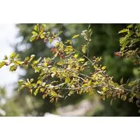 Crataegus monogyna 40-60 cm
