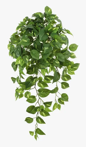 Künstliche Efeutute Hänger LAPI, 85 cm, grün - Die 85 cm hohe Efeutute von artplants ist ideal für die stilvolle Raumgestaltung. Perfekt für den Innenbereich, sorgt sie für eine ansprechende Atmosphäre ohne Pflegeaufwand.