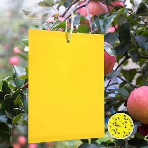 Panngu 40 Gelbtafeln Trauermücken Bekämpfen 20cmX15CM, Premium Gelbsticker Fliegenfalle, Gelbstecker Gegen Kirschfruchtfliege