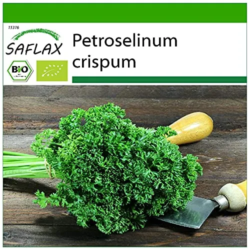 SAFLAX - BIO - Krause Petersilie - 800 Samen - Mit keimfreiem Anzuchtsubstrat - Petroselinum crispum
