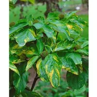 Cornus nuttallii Ascona - Ziergehölz mit beeindruckenden Blüten - Cornus nuttallii ‘Ascona’ ist ein elegantes Ziergehölz mit großen, weißen Blüten und intensiv gefärbtem Herbstlaub. Ideal als Solitär oder in Gruppenpflanzungen, bringt es Farbe und Struktur in jeden Garten.