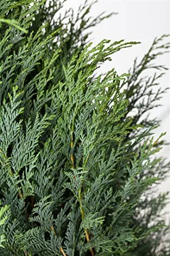 Chamaecyparis lawsoniana 'Columnaris' 60-80 cm - Blaue Säulenzypresse - Immergrüne Säulenzypresse mit eleganten, blaugrünen Nadeln. Ideal für strukturierte Gärten oder als pflegeleichte Heckenpflanze. Winterhart und robust, bringt Farbe das ganze Jahr über in Ihren Außenbereich.