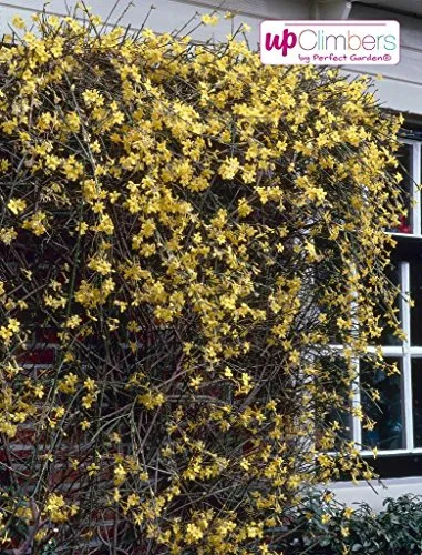 Winterjasmin Pflanze 60-70 cm (Jasminum nudiflorum) – Winterharte Gartenpflanze, Gelbe Blüten, Ideal für Rankgitter, Balkon & Terrasse