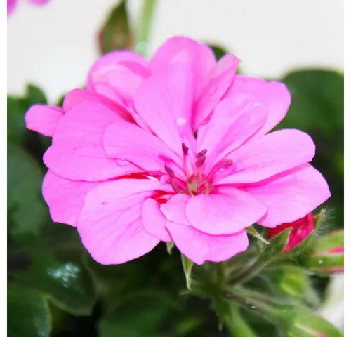 Exotenherz Beetpflanze Geranien hängend Pelargonium peltatum ver.Farben 12cm Topf 3er Set