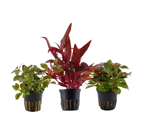 Wasserpflanzen von AquaOne