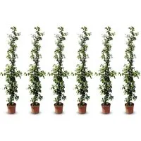 Sunny-Tree Toskanischer Jasmin 6 Stück Kletterpflanze in weiß von Sunny Tree