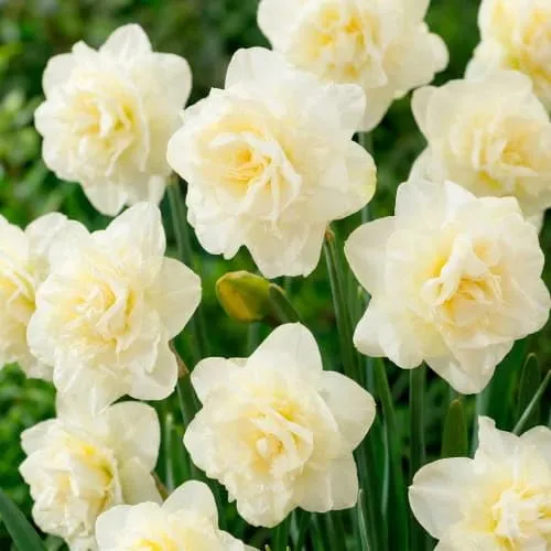 Narzissen Zwiebeln Winterhart Mehrjährig von DUTCH BULBS