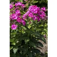 Phlox Paniculata Cosmopolitan Hoher Sommerphlox Ca. 11x11 cm Topf