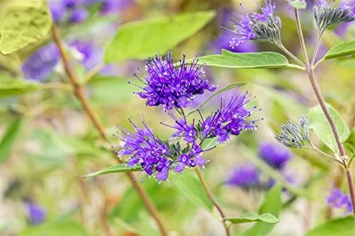 Caryopteris clandonensis 'Heavenly Blue' 30-40 cm – Winterhart, Mehrjährig, Pflegeleicht – Bartblume – Zierstrauch für Beet & Kübel