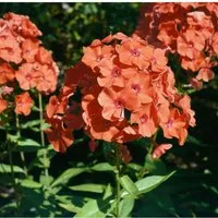 Phlox Paniculata Orange Perfection Hoher Sommerphlox Ca. 11x11 cm Topf