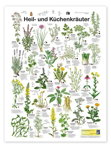Produktbild Posterlounge Wandbild Heil- und Küchenkräuter