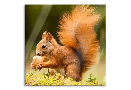 Pixxprint Glasbild Eichhörnchen mit Nuss - Hochwertiges Glasbild aus Echtglas, ideal als Wanddeko oder Spritzschutz, 100% Made in Germany, mit schwebender Optik durch Abstandshalter.